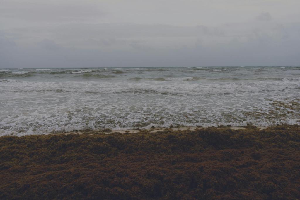 Harnessing Sargassum: A Pathway to Tobago’s Energy&nbsp;Autonomy
